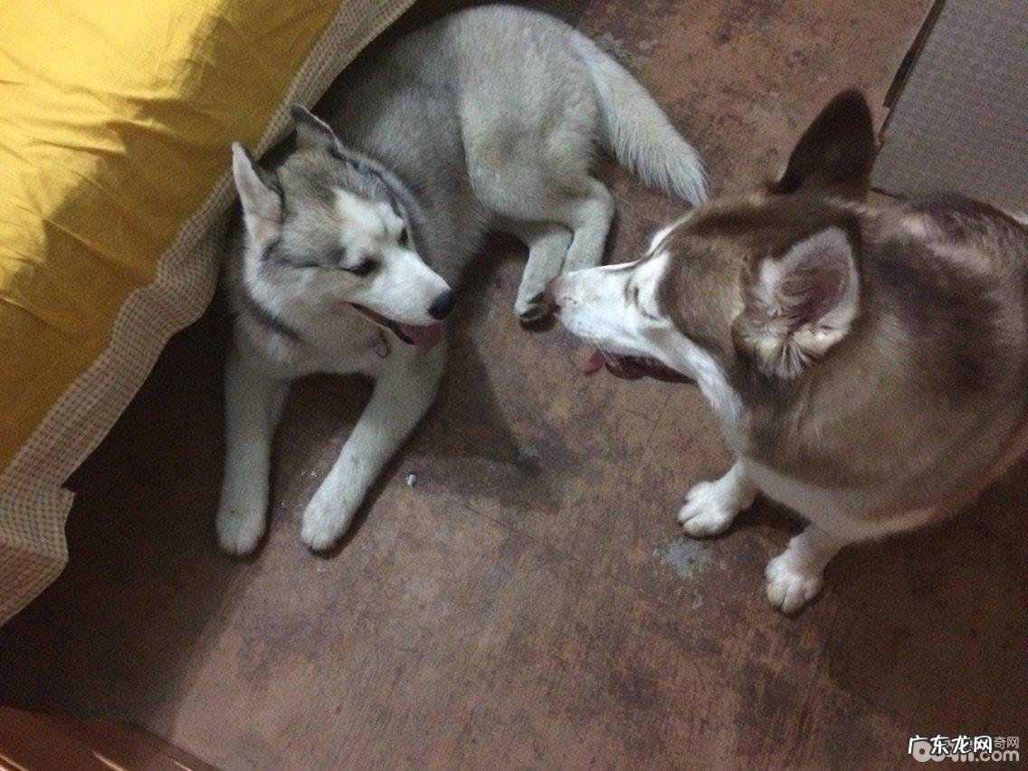 狗狗配种常见的三种方法详细介绍