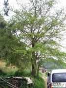 银杏树的叶子是什么样的 什么是银杏树