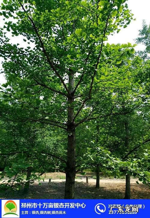 银杏树的叶子是什么样的 什么是银杏树