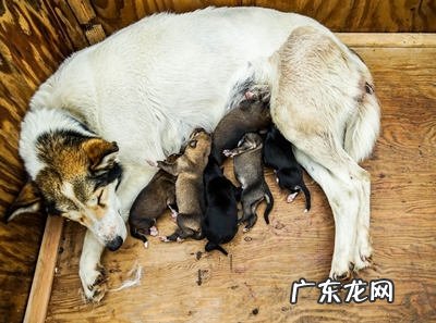 小狗临产都有哪些是必须提前准备的？