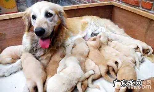 小狗临产都有哪些是必须提前准备的？