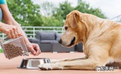 小狗临产都有哪些是必须提前准备的？