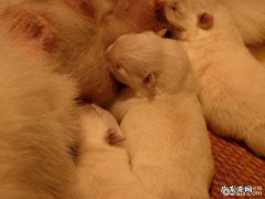 小狗选择顺产时小宠物主应当该怎么办？