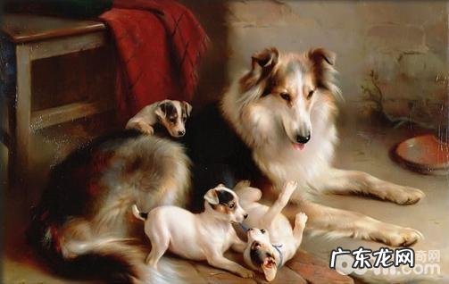 小狗选择顺产时小宠物主应当该怎么办?