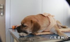 给狗狗绝育必须了解的事儿都有哪些？