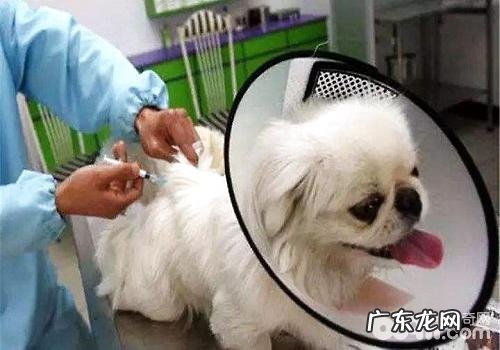 给狗狗绝育必须了解的事儿都有哪些?