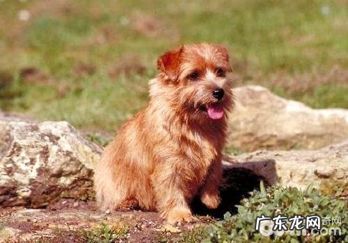 小狗喂养全过程中普遍的难题及解决方案