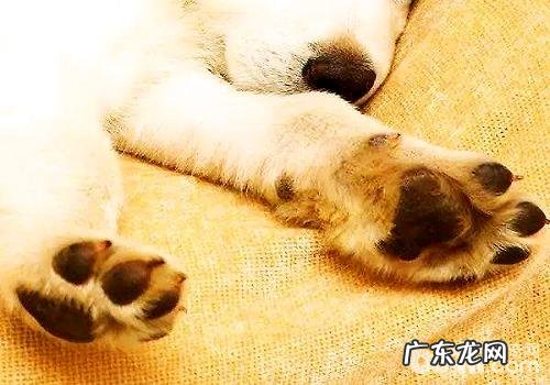 小狗喂养全过程中普遍的难题及解决方案