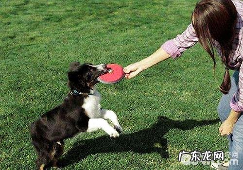 小狗喂养全过程中普遍的难题及解决方案