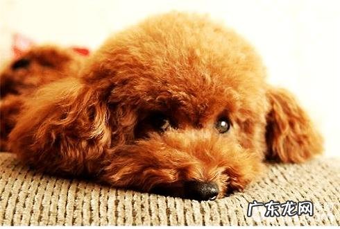 泰迪犬怎么补钙 泰迪犬补钙补锌方法