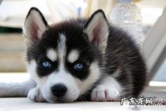 金毛胃肠不好该怎么办 金毛肠胃调理方式