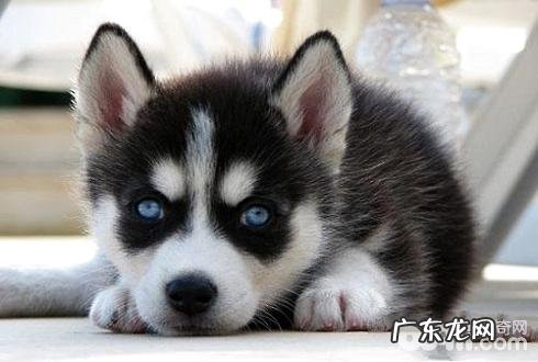 金毛胃肠不好该怎么办 金毛肠胃调理方式