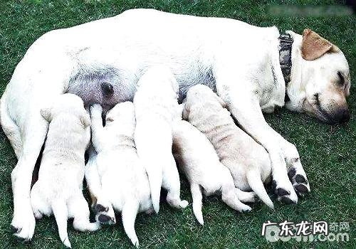 狗狗怀孕期内的忌讳都有哪些？