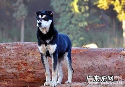 狗狗怀孕期内的忌讳都有哪些？