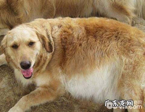 狗狗怀孕期内的忌讳都有哪些？