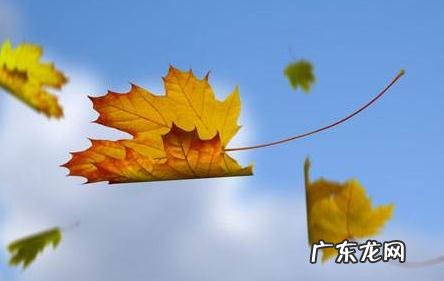 形容银杏树美丽的成语 描写银杏树的成语