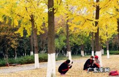 银杏树朋友圈配文 拍银杏树怎么发朋友圈