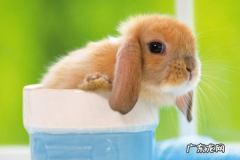 农村养殖什么销路好？今年养殖什么最赚钱？