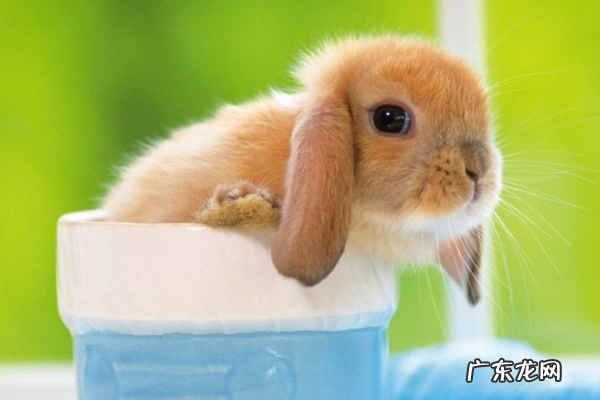 农村养殖什么销路好?今年养殖什么最赚钱?