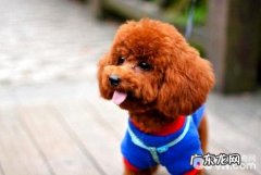 小狗如何除虫？狗狗驱虫常见问题