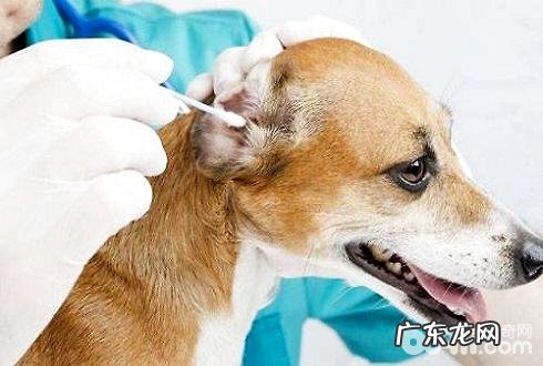 小狗为何异味？小狗体臭的原因有什么？