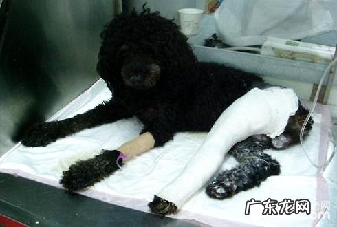 怎么知道小狗是不是骨裂?狗狗骨折如何治疗?