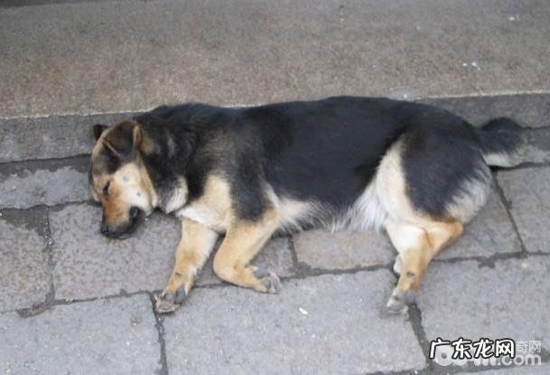 小狗后脚乏力的缘故有什么 小狗后脚乏力该怎么办