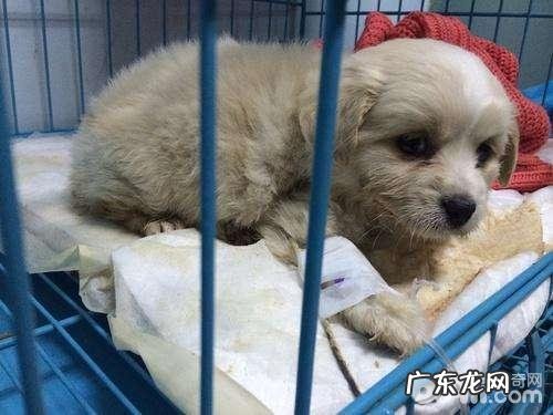 狗狗发烧有哪些症状？狗狗发烧用什么药