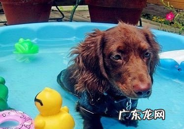 狗狗发烧有哪些症状？狗狗发烧用什么药