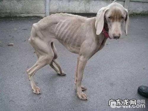 小狗偏瘦是病了吗？小狗偏瘦有什么缘故？