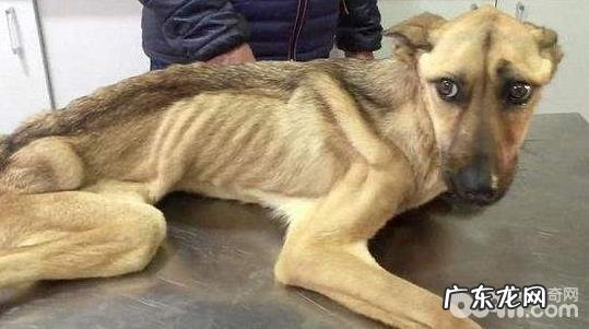 小狗偏瘦是病了吗？小狗偏瘦有什么缘故？