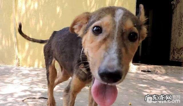 小狗偏瘦是病了吗？小狗偏瘦有什么缘故？