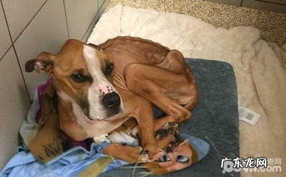 小狗偏瘦是病了吗？小狗偏瘦有什么缘故？