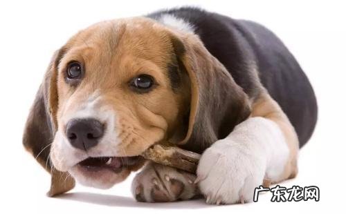 小狗胃炎怎么治疗?小狗胃炎症状