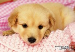 小狗胃炎怎么治疗？小狗胃炎症状