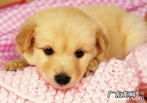 小狗胃炎怎么治疗?小狗胃炎症状