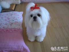 西施犬普遍疾病有哪些？西施犬常见病怎样预防？