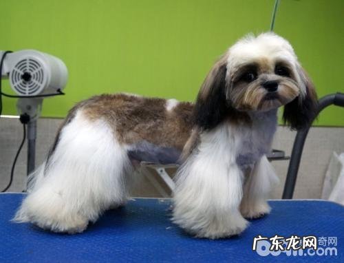 西施犬普遍疾病有哪些?西施犬常见病怎样预防?