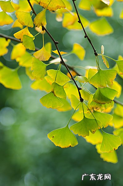 描写秋天银杏的作文 秋天的银杏作文600字