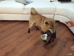 请问，麦片搭配什么适合减肥？