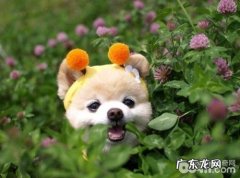 狗狗咳嗽 狗狗咳嗽该怎么办