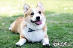 犬冠状病毒病症及治疗方法