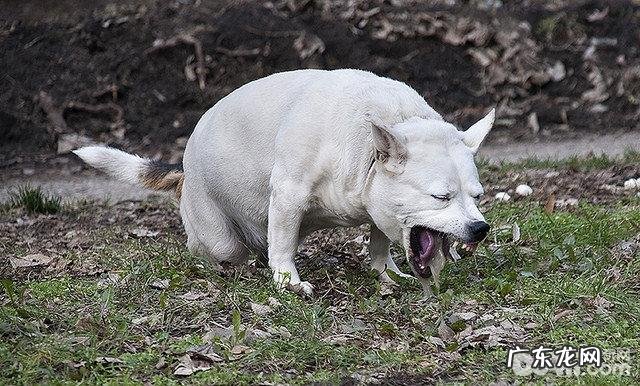 犬冠状病毒病症及治疗方法