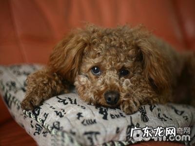 小狗得了犬心丝虫病该怎么办 犬心丝虫病如何治疗