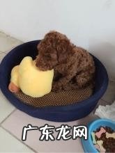 小狗得了犬球虫病该怎么办 犬球虫病如何治疗