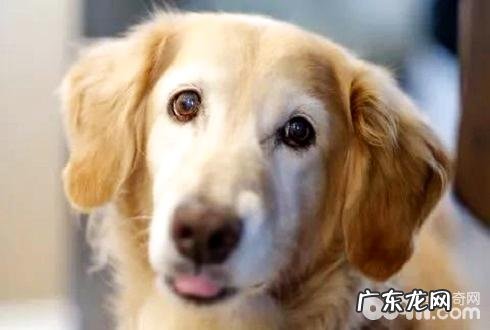 小狗十分痛楚要挑选为小狗实行安乐死吗