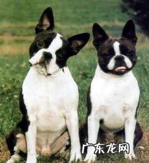 小狗人工繁殖 小狗人工繁殖有什么优点和缺点