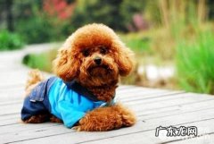 小狗人工繁殖 小狗人工繁殖有什么优点和缺点