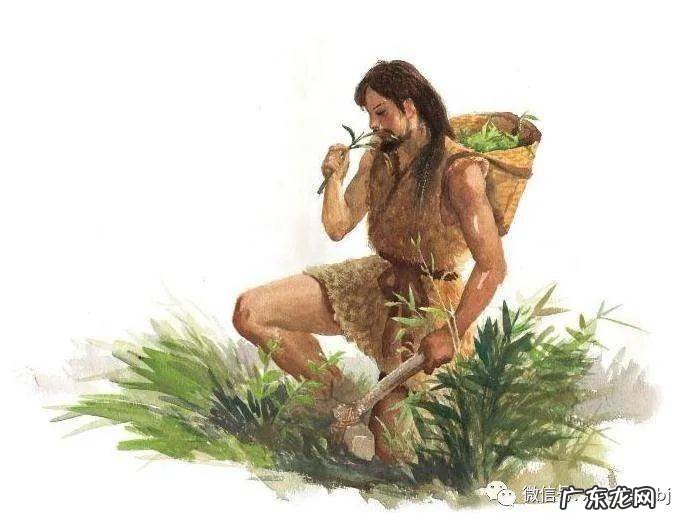 动物拥有神奇的中药本能?