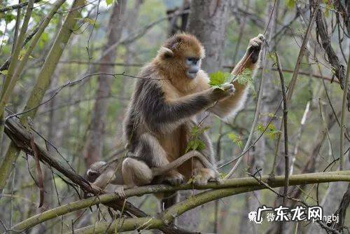 动物拥有神奇的中药本能?